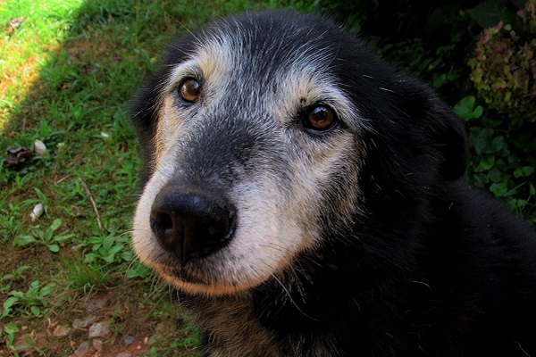 cane anziano amorevole