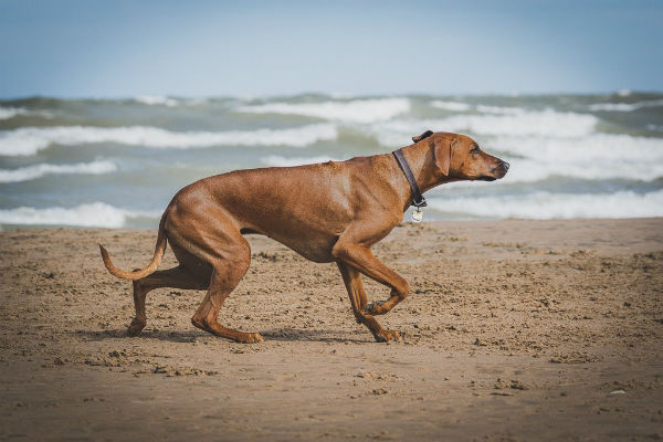 cane in spiaggia