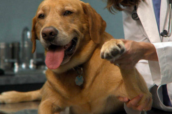 cane dal veterinario