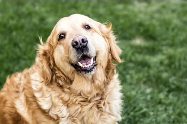 cane che osserva