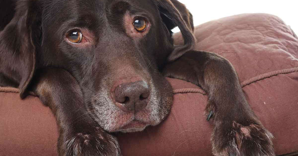 Artrosi del cane: tutto quello che c’è da sapere