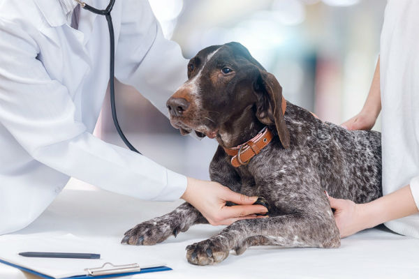 cane dal veterinario