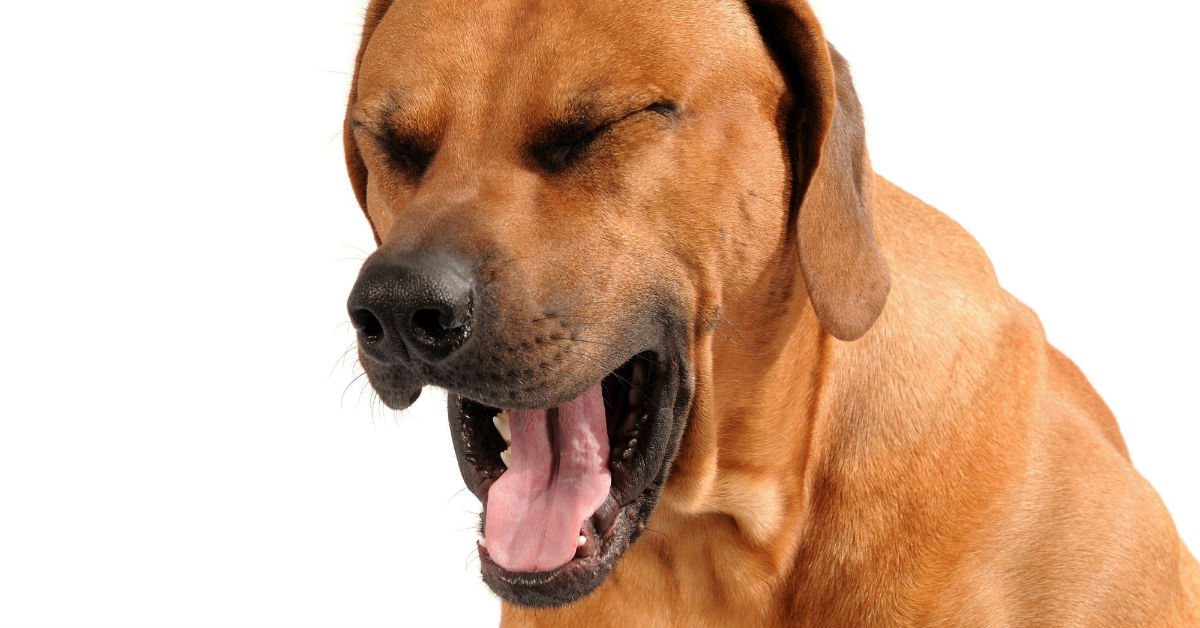 Asma del cane: cause, sintomi, cure