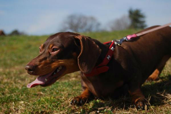 cane in giardino