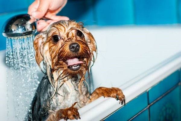 cani in vasca da bagno