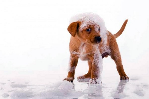 cucciolo di cane dopo il bagno