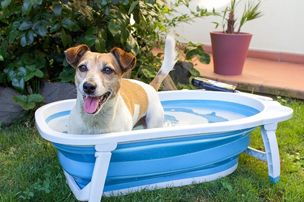 bagno al cane