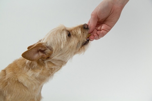 cane che mangia