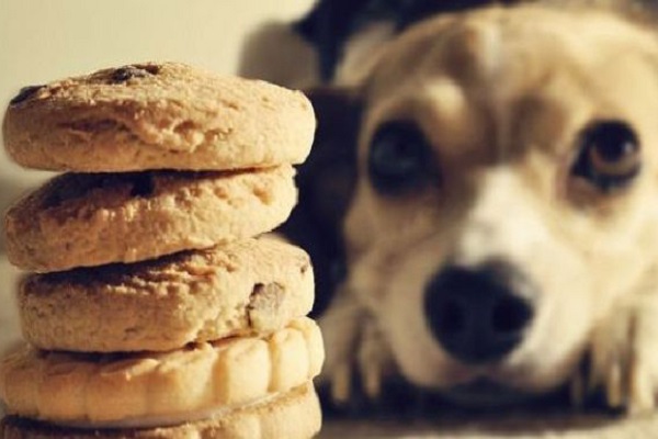 biscotti con cane