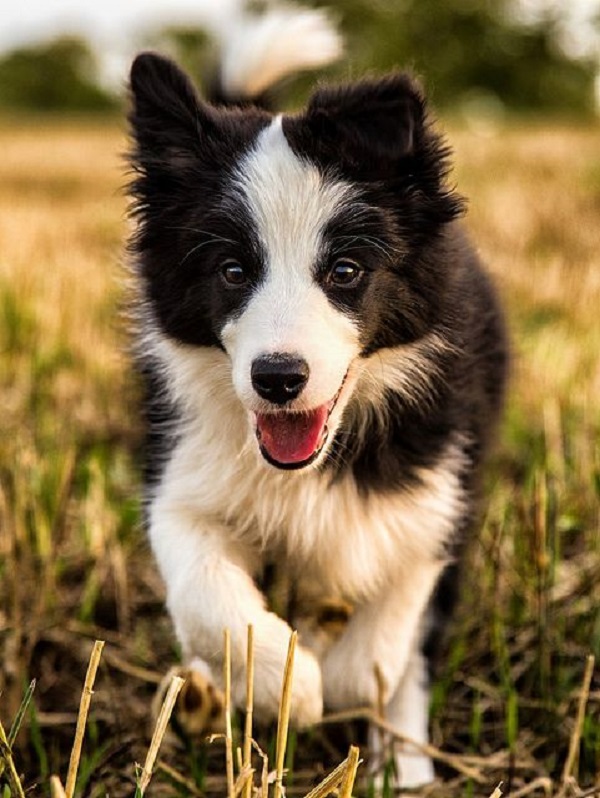 Cani le 11 razze più intelligenti