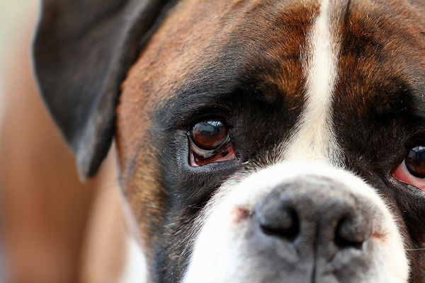 cucciolo di cane guaisce sempre