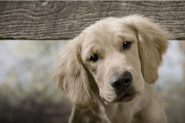 cucciolo di cane