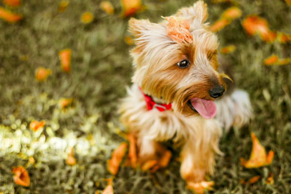 cane in giardino