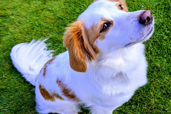 cane sul prato