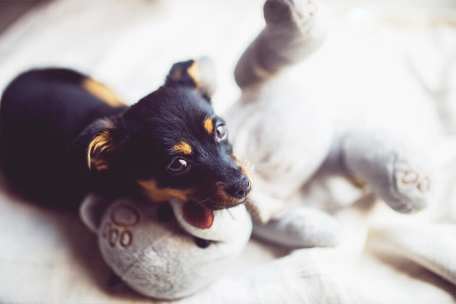 cucciolo di cane con la lingua di fuori