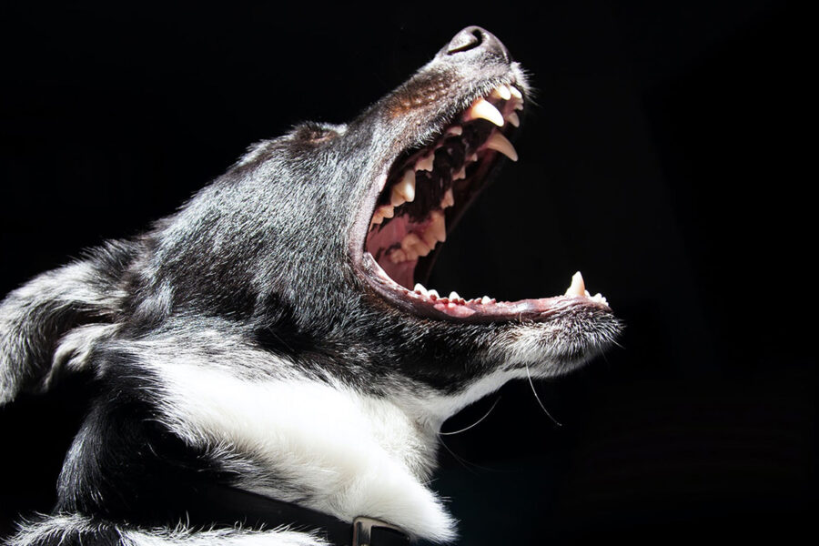 denti del cane di profilo