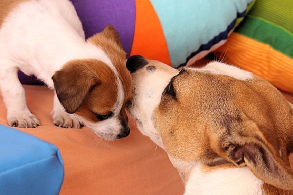 cucciolo e cane adulto si annusano