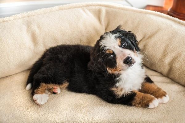 cucciolo di cane nella cuccia