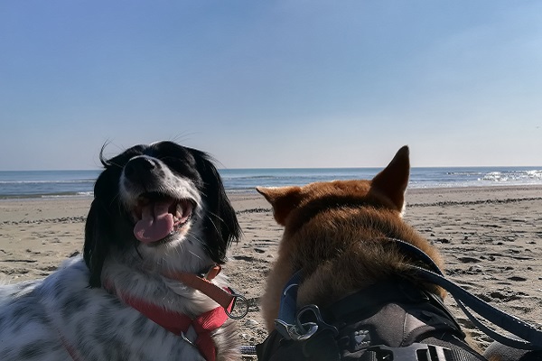 due cani in spiaggia