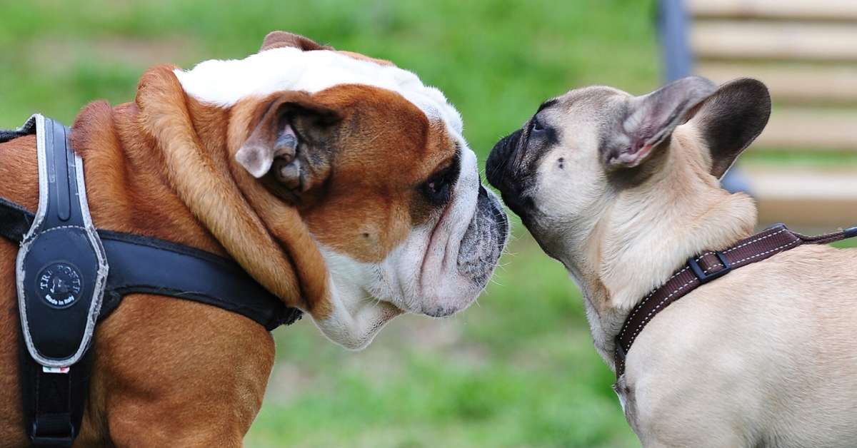 Cane adulto e cucciolo di cane: come presentarli