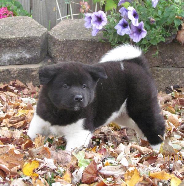 cane-akita