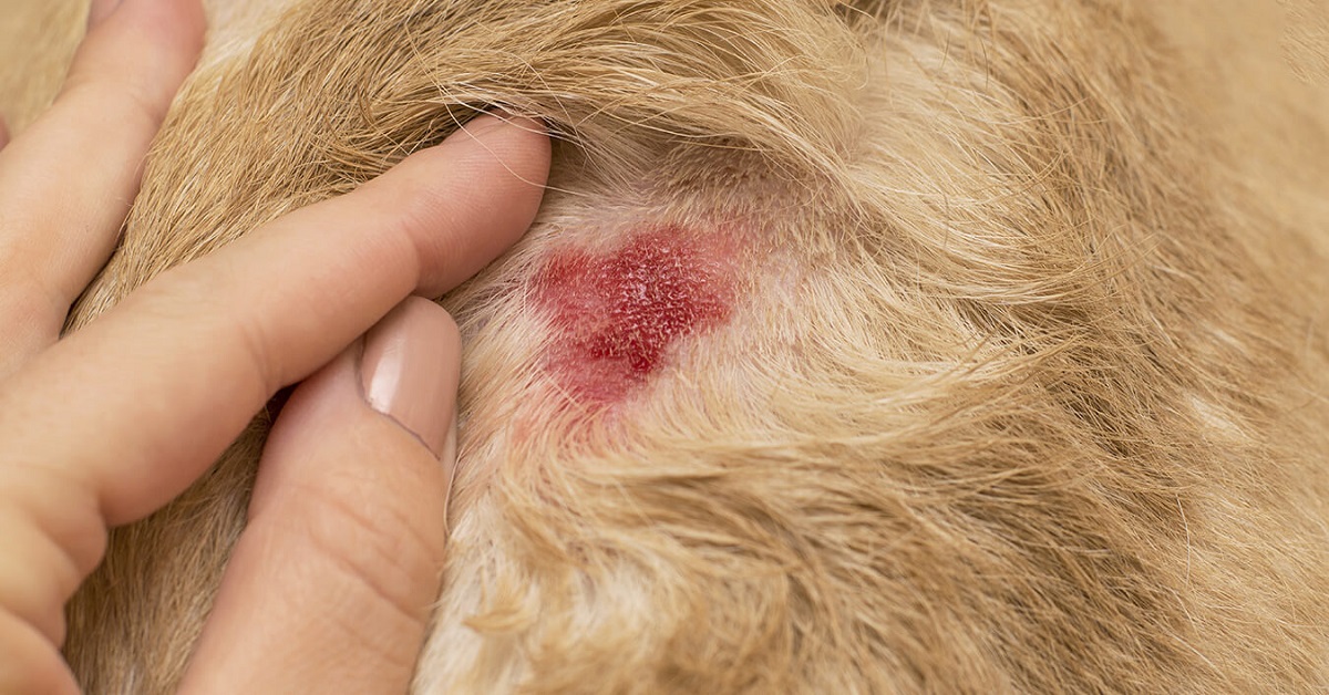 lesione alla pelle del cane