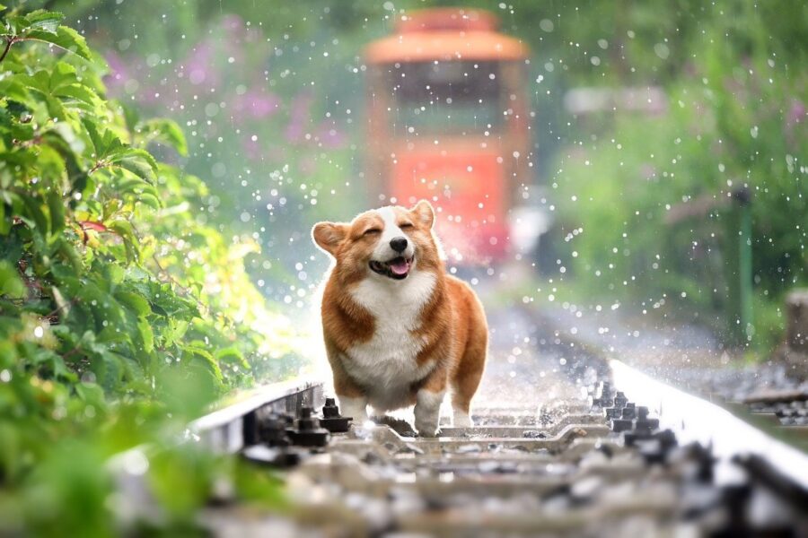 cane sui binari del treno