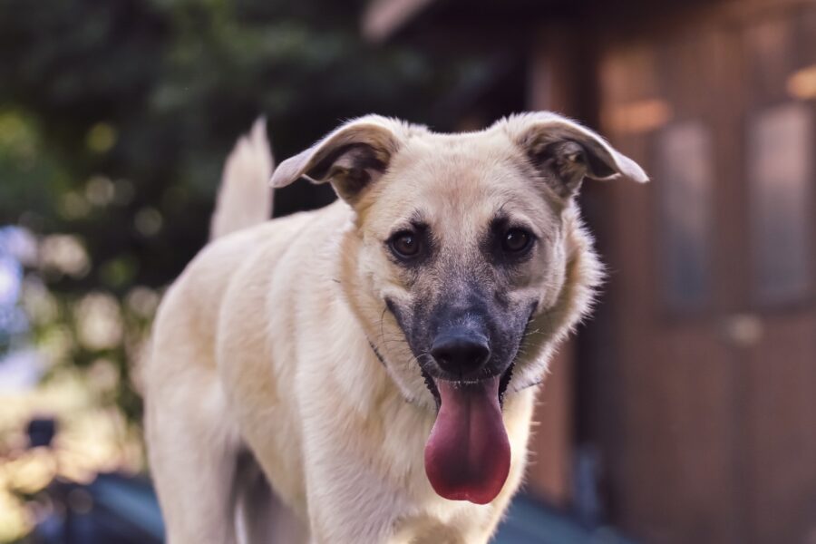 cane con la lingua di fuori