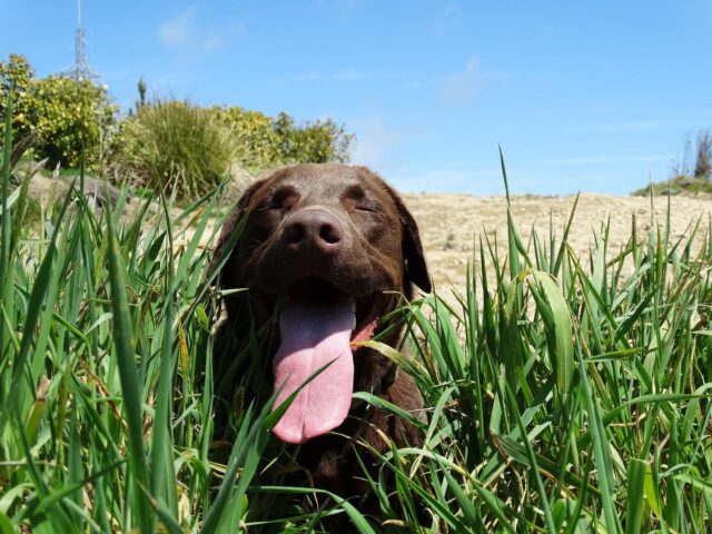 Perché il cane ansima?