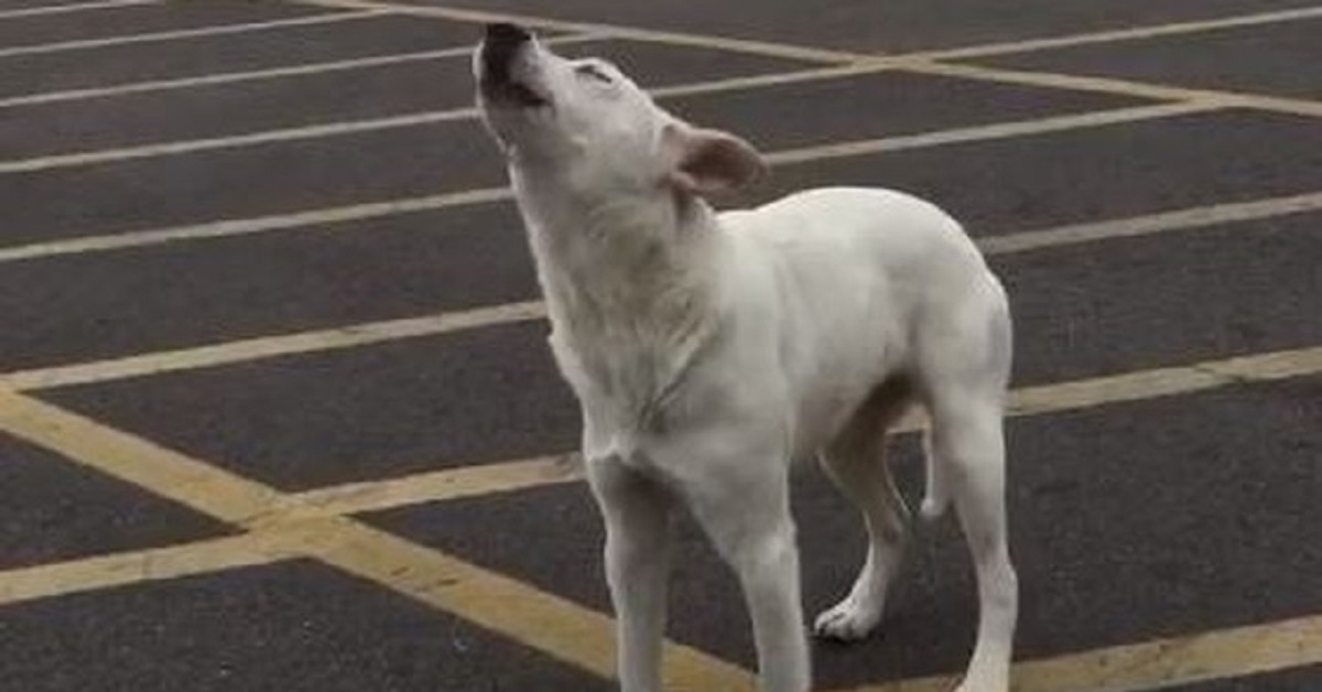 Cane aspetta invano il ritorno dell’uomo che lo ha abbandonato
