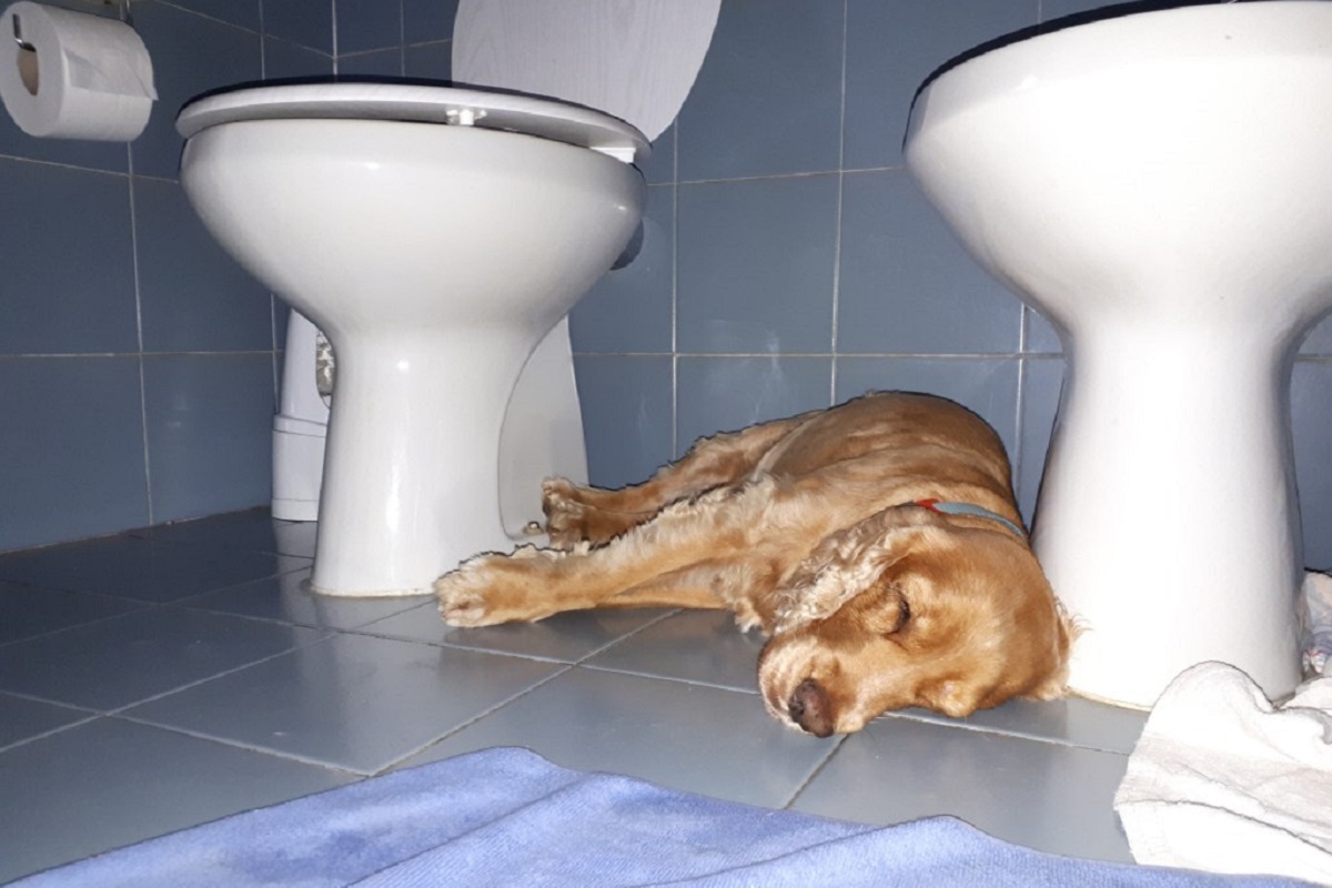 cane sta male in bagno