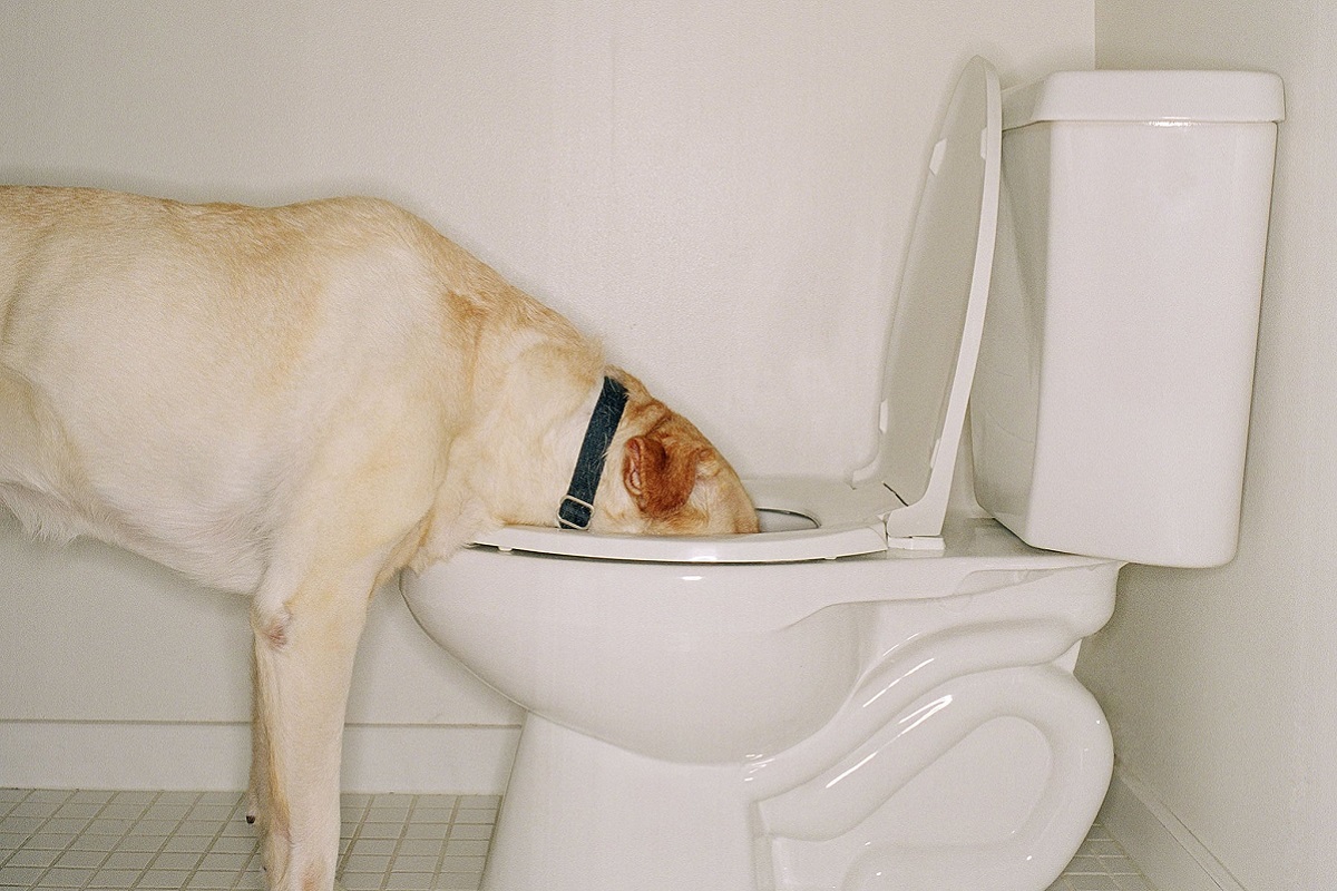 cane beve acqua dal water del bagno