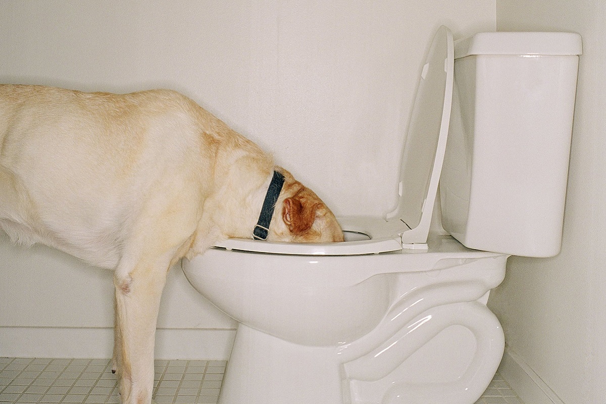 Insegnare al cane a usare il wc umano: si può fare?