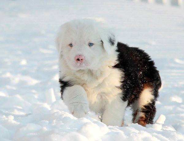 cane-bianca-neve