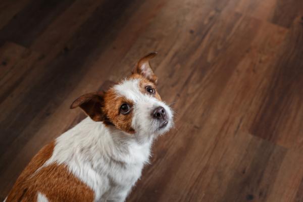 cane su parquet