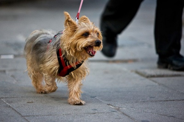 cane a passeggio