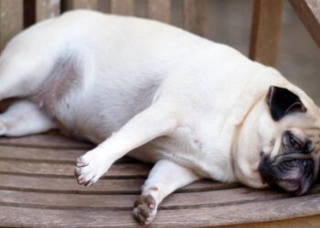 Cibo Preferito Dai Cani Quale Amano Alla Follia