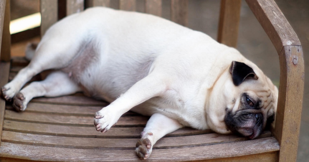 Cane che mangia troppo: che fare?