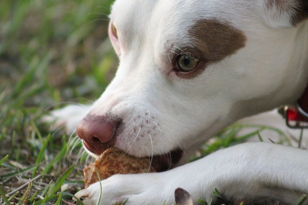 cane che sta mangiando