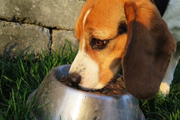 cane beagle