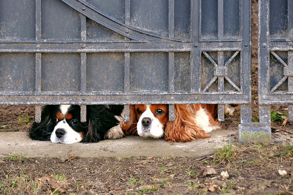 cani che guardano da sotto il cancello