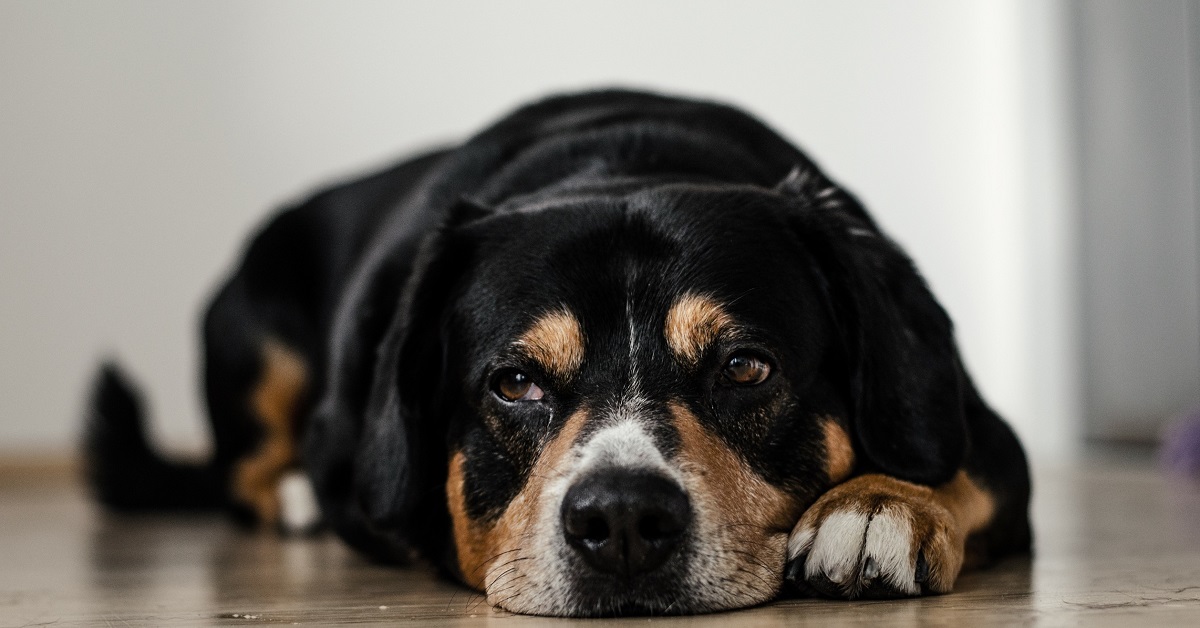 Cane che non mangia e non beve: che succede?