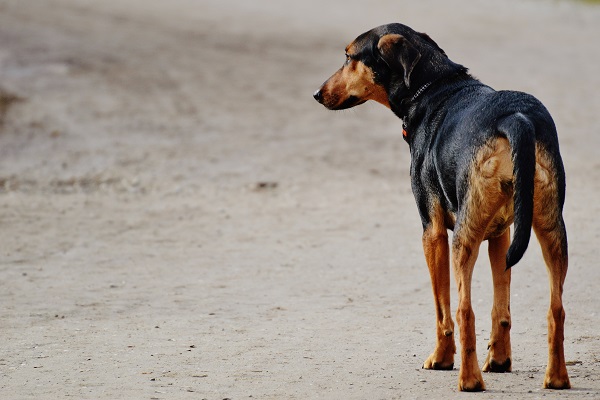 cane per strada