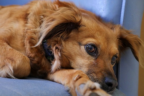 cane giù di tono