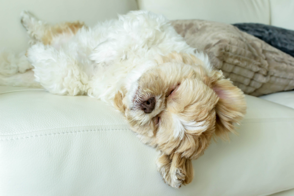 cane sul divano