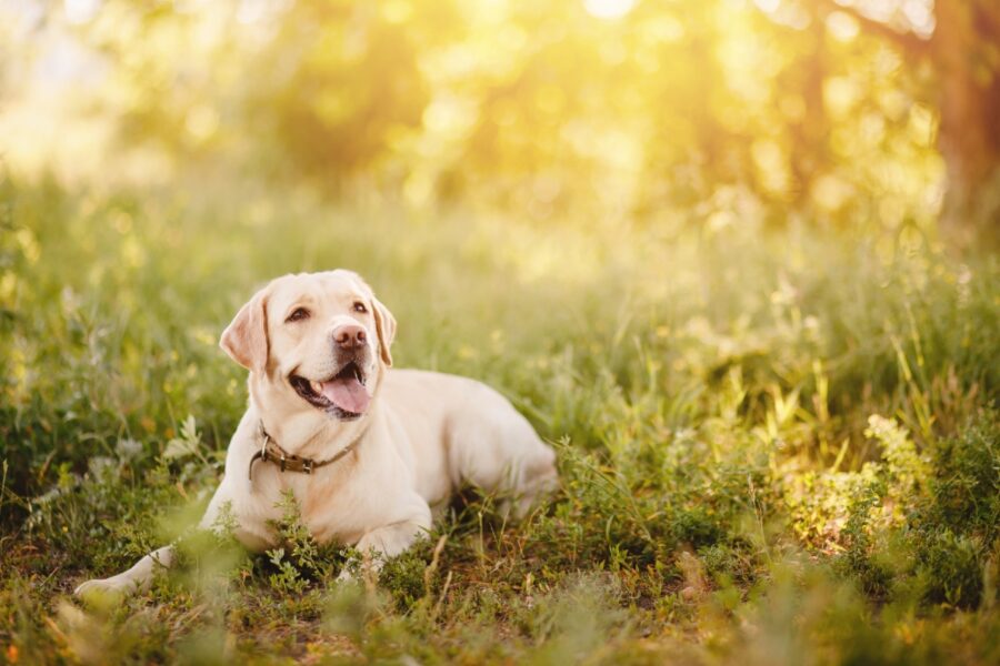 cane su prato 