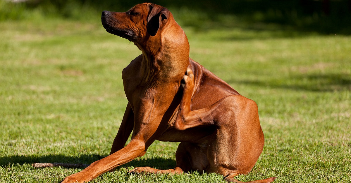 Cane che si gratta, che succede?