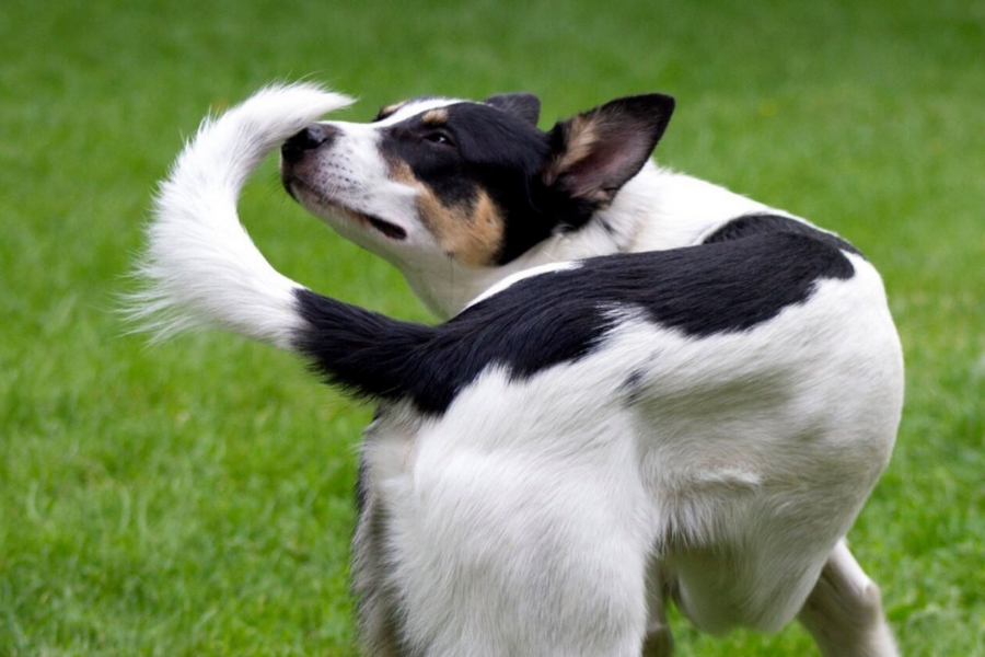 cane che si annusa la coda