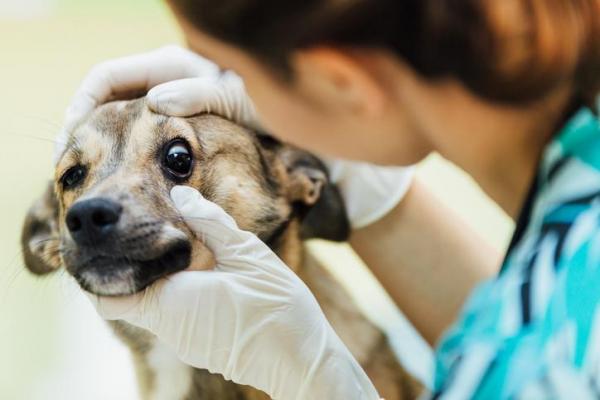 cane dal veterinario