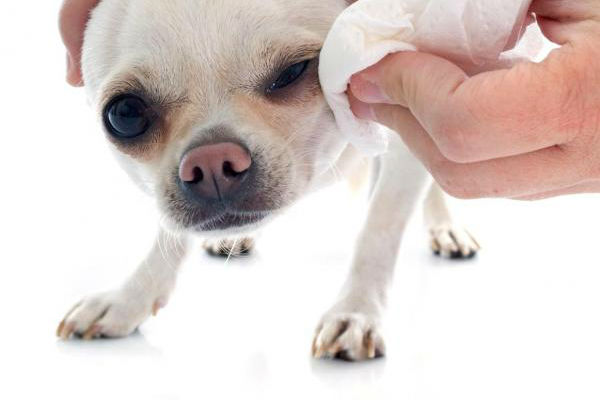 cane di piccola taglia